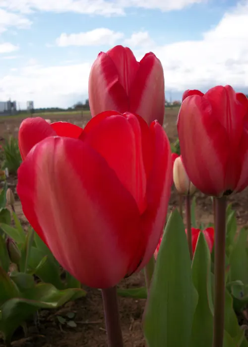 A photo of Tulip Red Impression Pack of 5