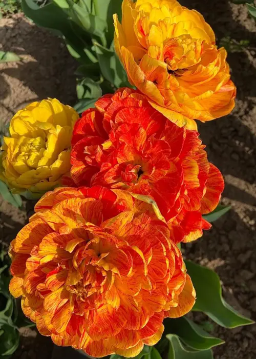 A photo of Tulip Sunlover Pack of 5