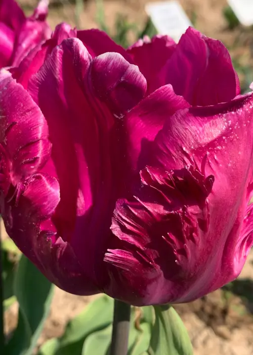 A photo of Tulip Parrot Prince Pack of 9