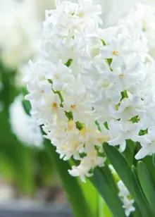 Hyacinth Top White Pack of 5