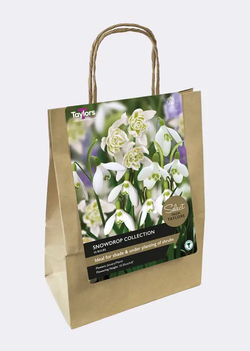 A photo of Snowdrop Collection Pack of 20