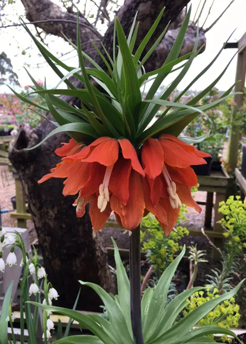 A photo of Fritillaria Imperiallis Rubra Single Pack