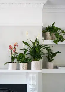Lazzaro Sage Foliage Pot 18cm