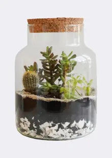 Bottle Shape Medium Terrarium Diy Kit 14cm
