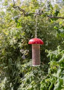 Toadstool Design Peanut Feeder