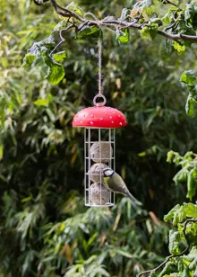 Toadstool Design Suet Ball Feeder
