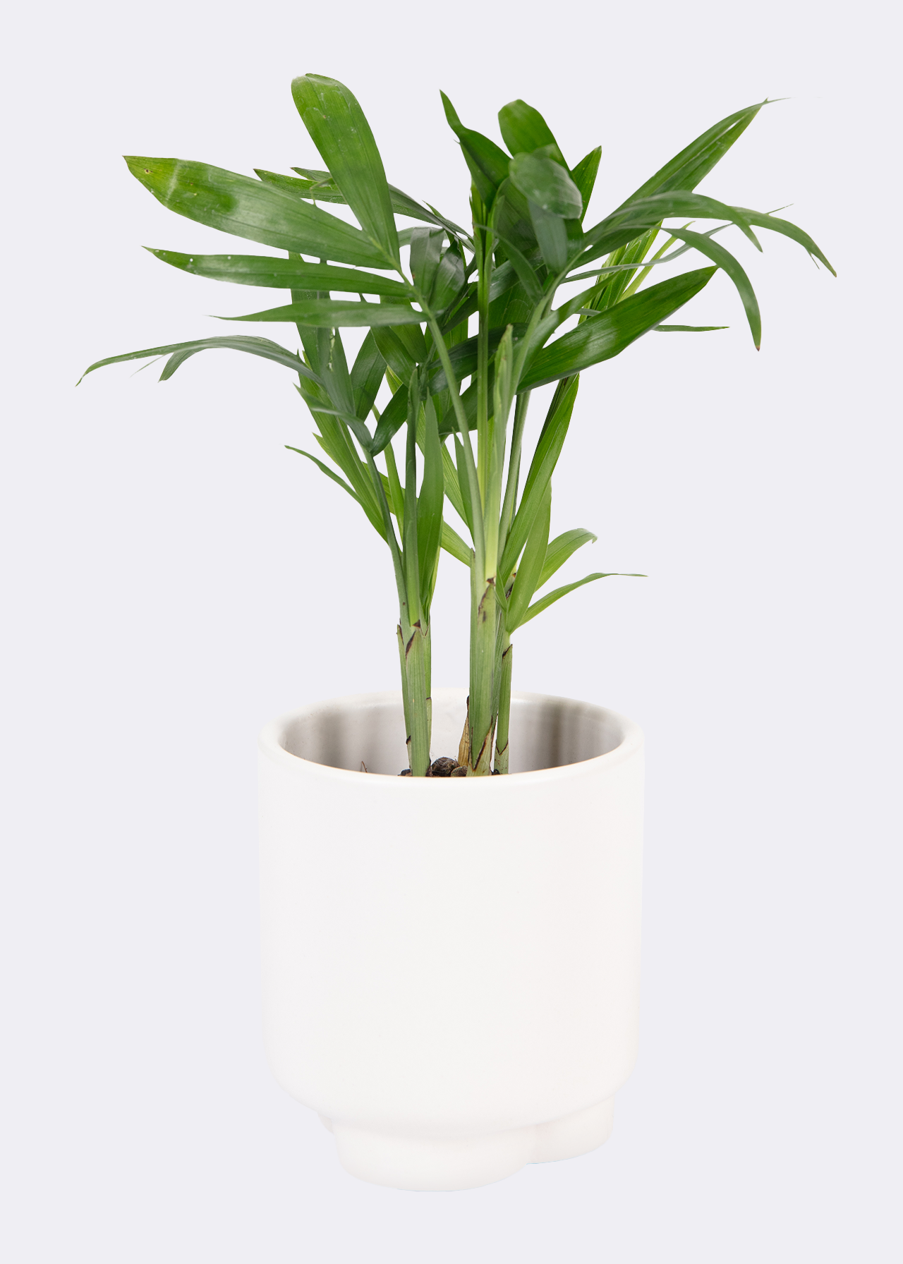 Chamaedorea Elegans Tot 6cm