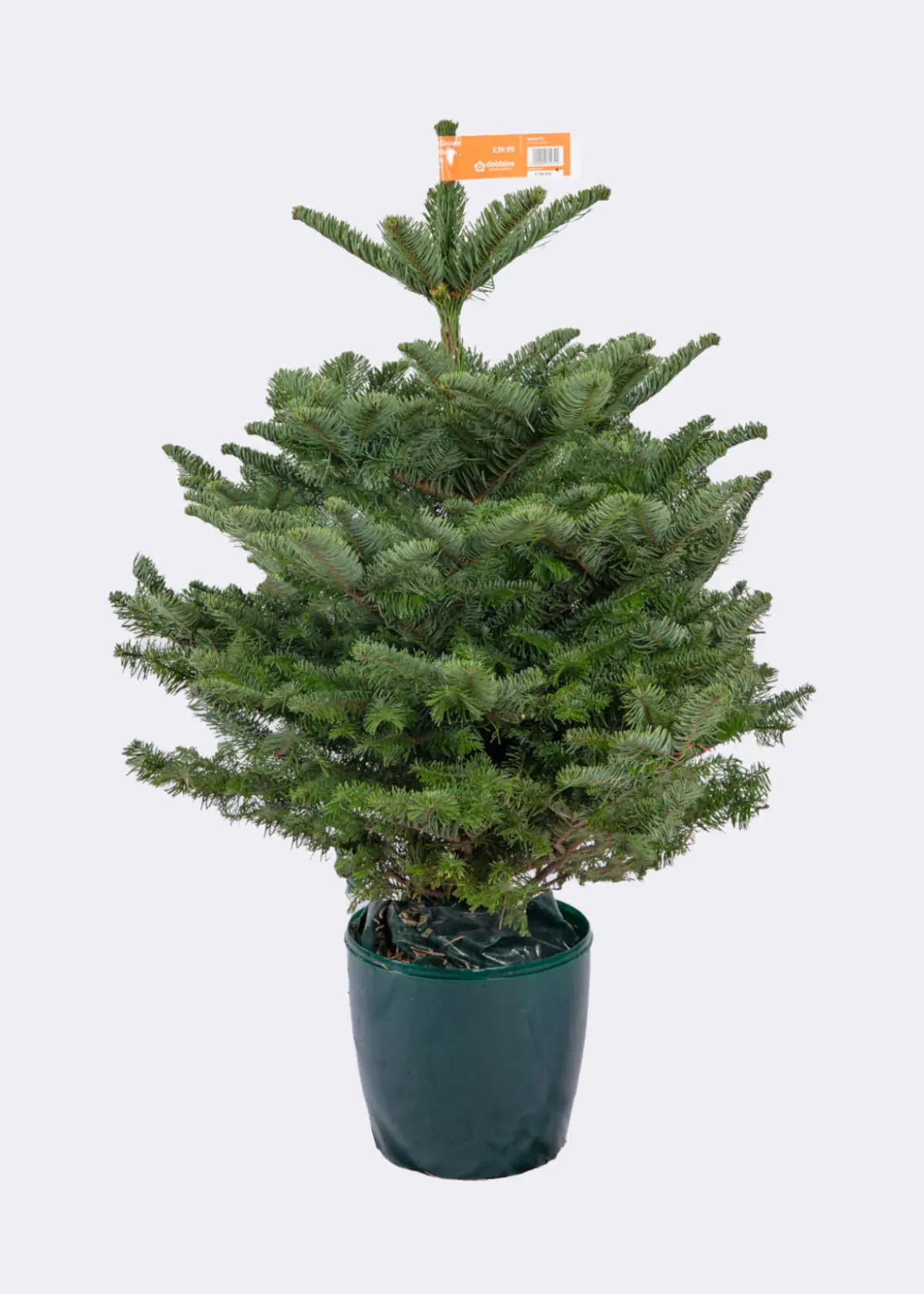 A photo of 2-3ft Pot Grown Noble Fir Real Christmas Tree 80-100cm