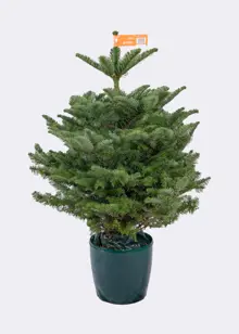 2-3ft Pot Grown Noble Fir Real Christmas Tree 80-100cm