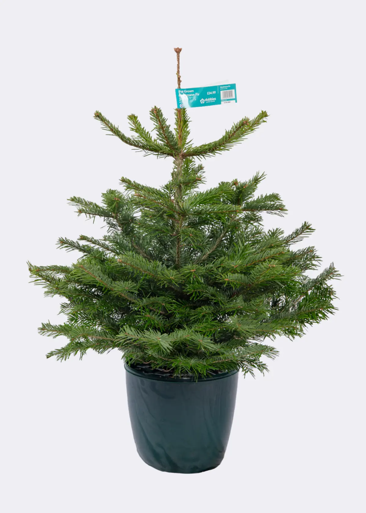 A photo of 1-2ft Pot Grown Nordmann Fir Real Christmas Tree 40-60cm