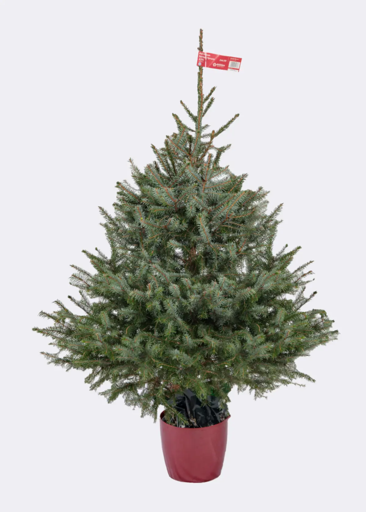 A photo of 4-5ft Pot Grown Serbian Spruce Real Christmas Tree 125-150cm