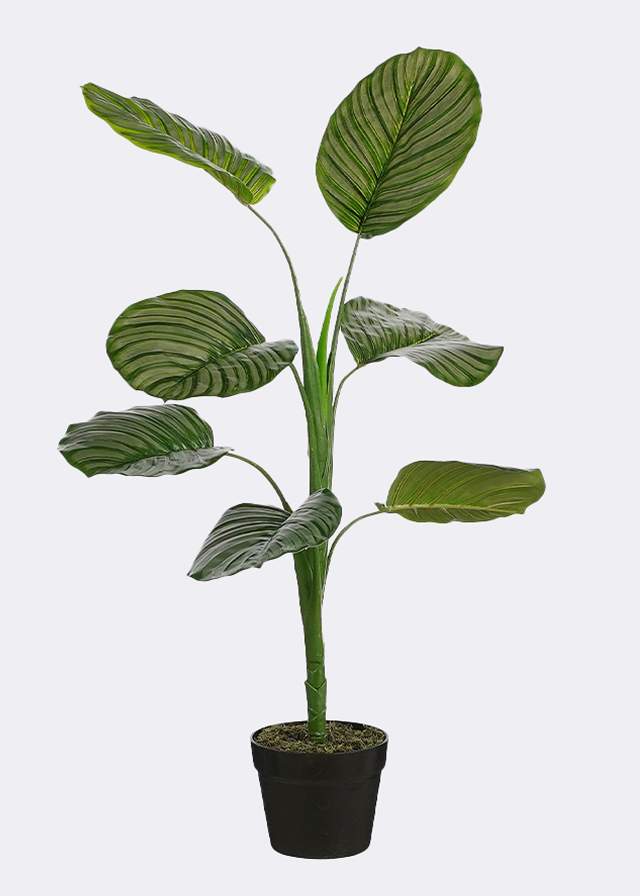 Faux Calathea in Pot