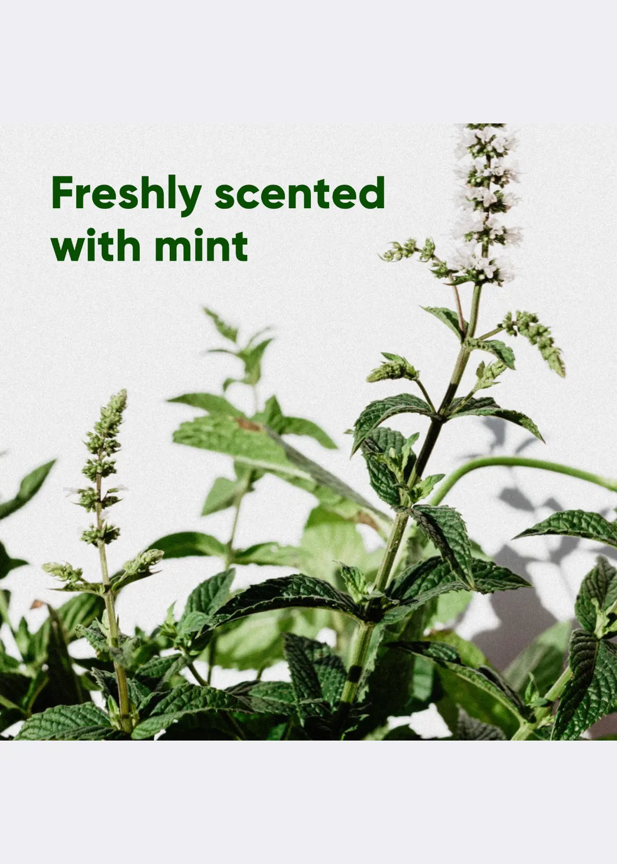 A photo of Beco Mint Scented Recycled Poop Bags Handles – (x120 Pack)