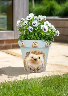 Hedgehog Zest Pot 15cm