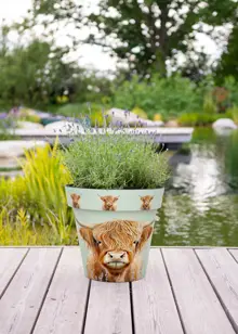 Highland Cow Zest Pot 22cm