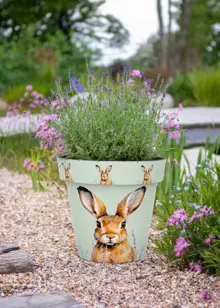Hare Zest Pot 38cm