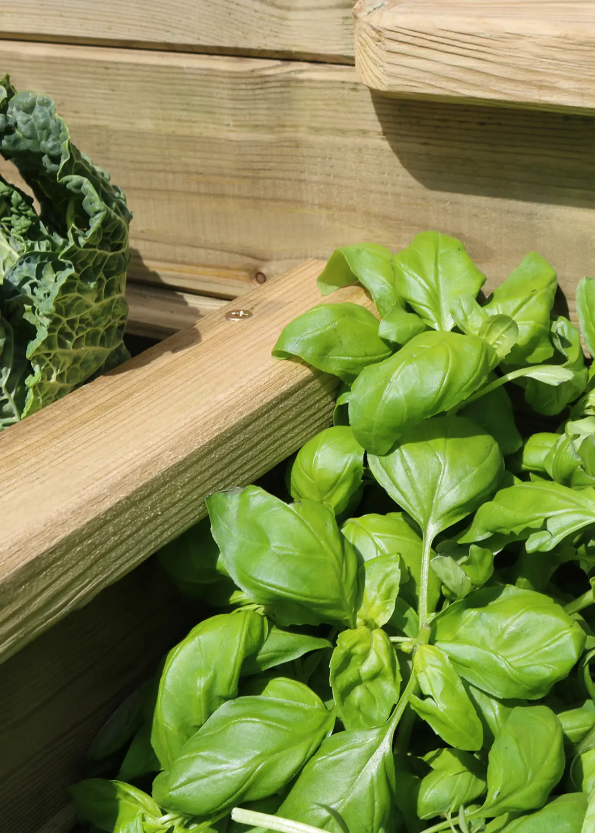 A photo of 4 Tier Raised Bed