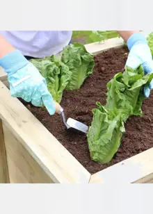 Deep Root Planter 1.8M