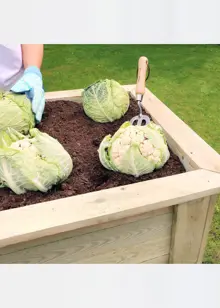 Deep Root Planter 1.8M