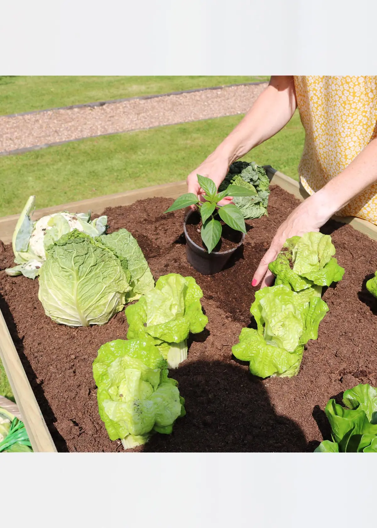 A photo of Veg Bed 2M