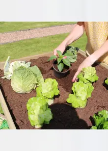 Veg Bed 2M