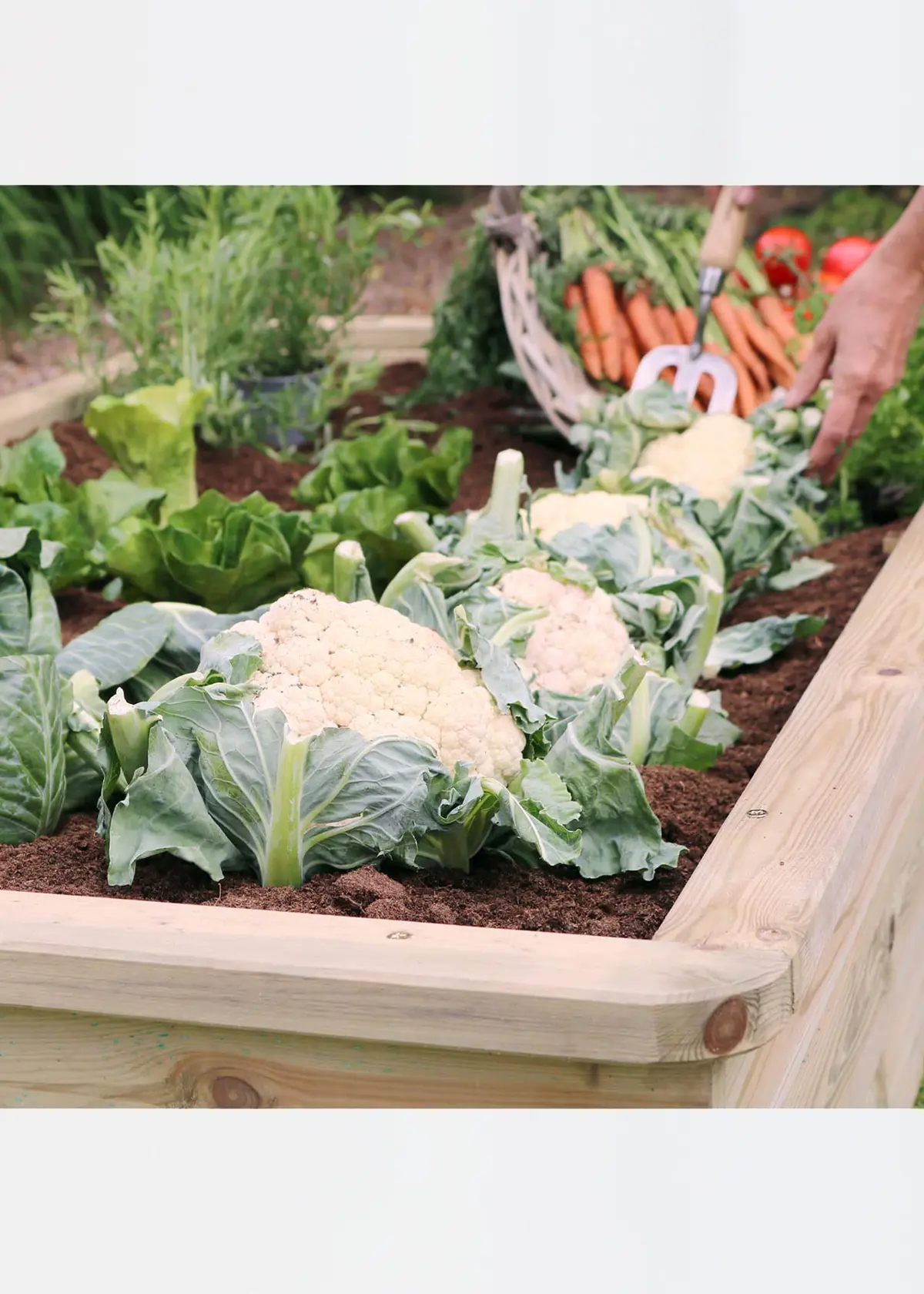 A photo of Sleeper Raised Bed 1.8 x 0.90 x 0.30m