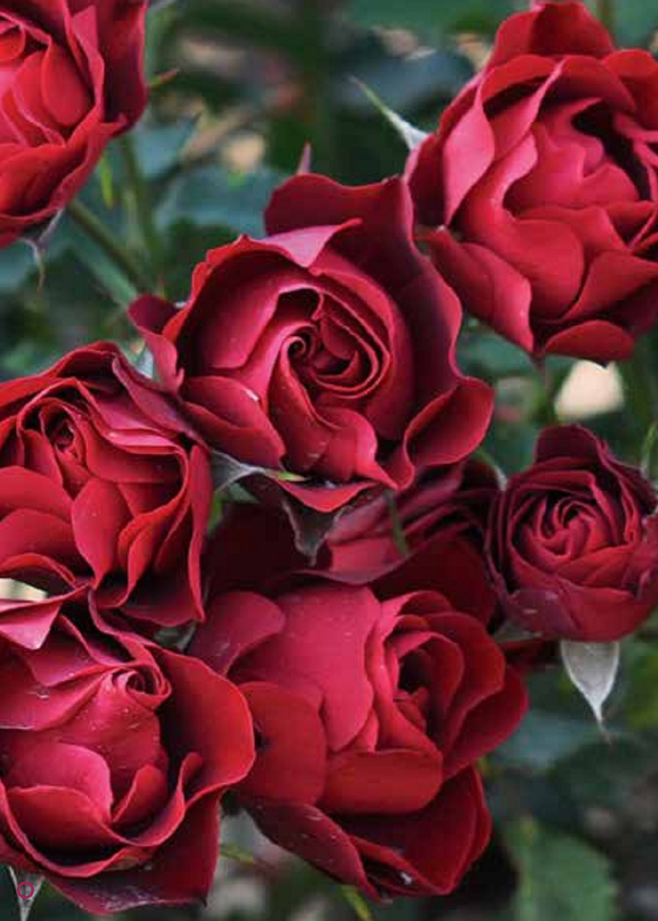 Rose Special Dad 5ltr