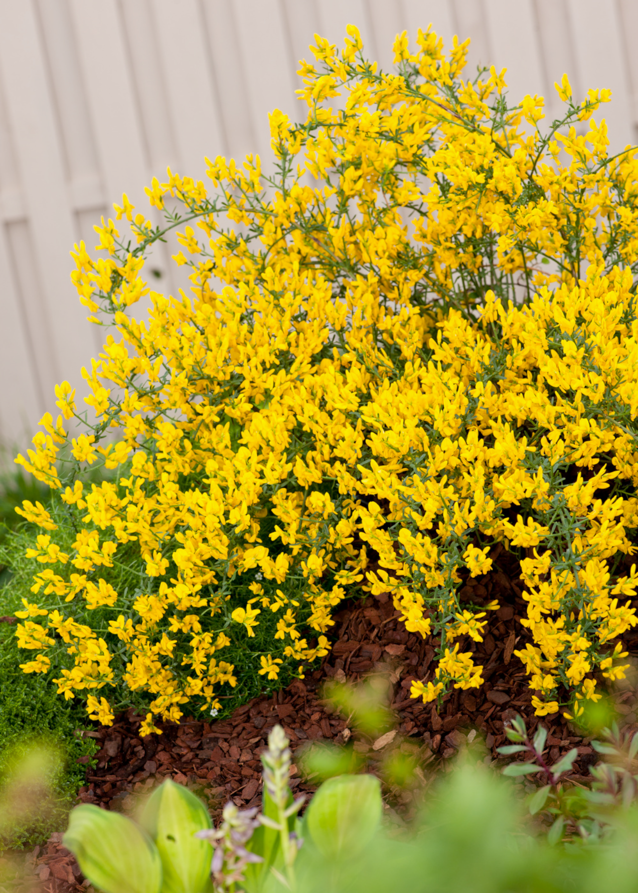 Genista Lydia 4ltr