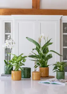 Orla Glazed Fern Green Pot 17.5cm