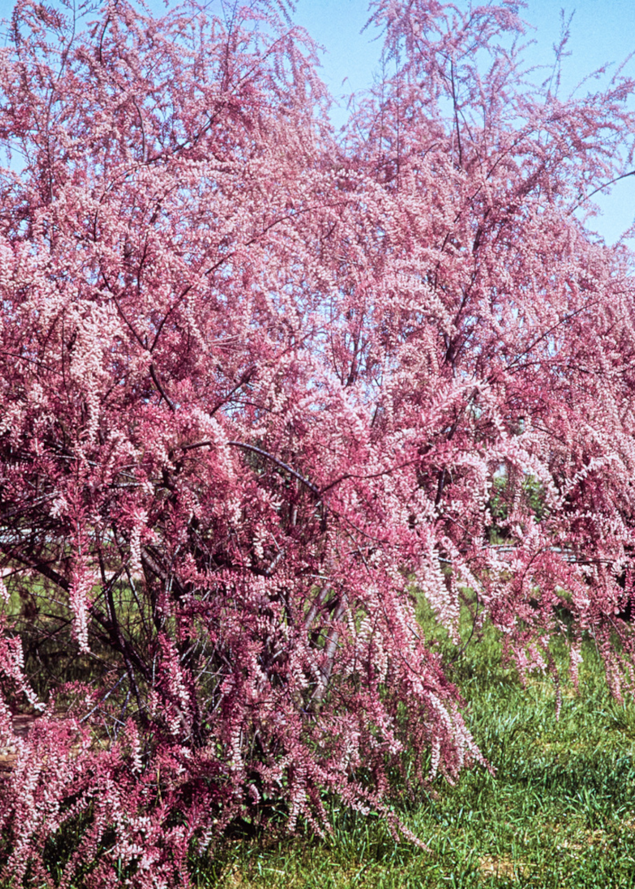 Tamarix Tetrandra 2ltr