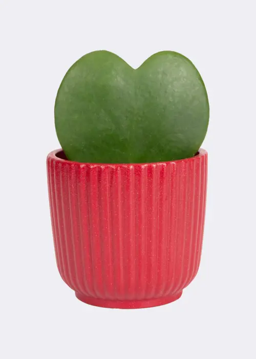 Hoya Kerrii in Pot 6cm