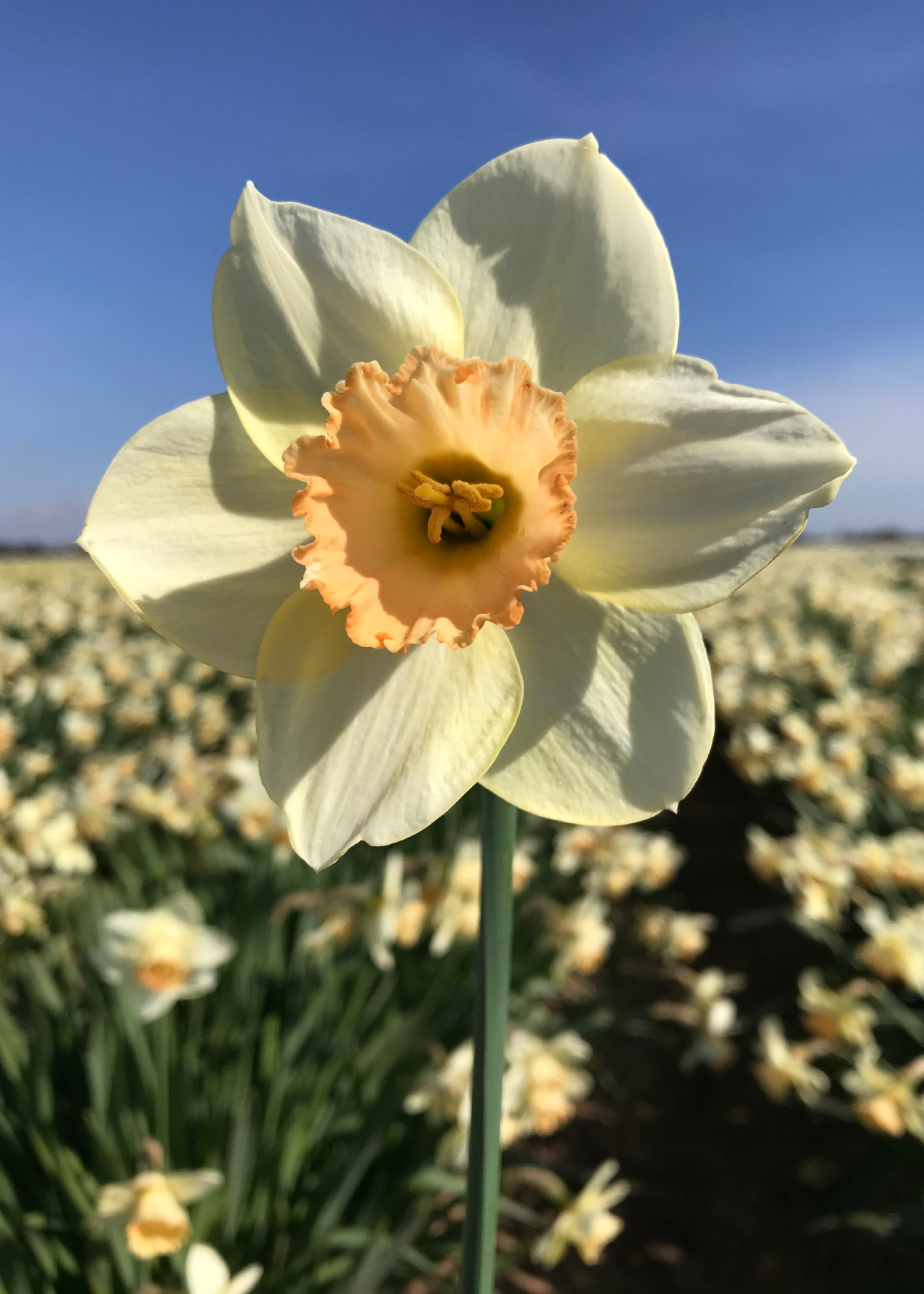 Daffodil (Narcissus) Pastel Gem Pack of 15