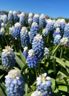 Muscari Mountain Lady Pack of 20