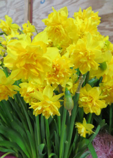 Daffodil (Narcissus) Tete Boucle Pack of 15
