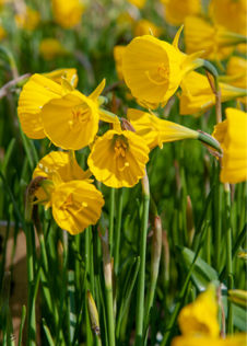 Daffodil (Narcissus) Golden Bells Pack of 5