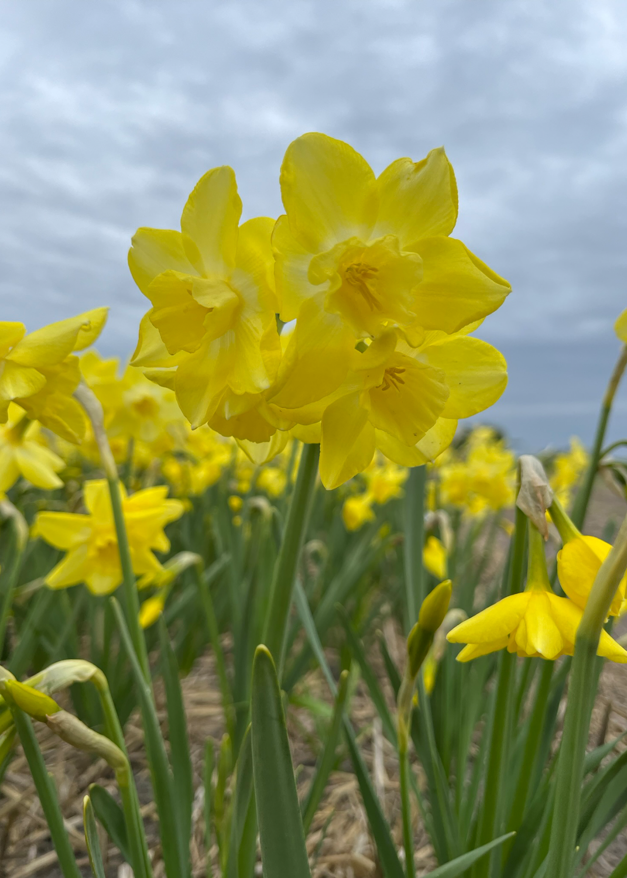 Daffodil (Narcissus) Verdin Pack of 7
