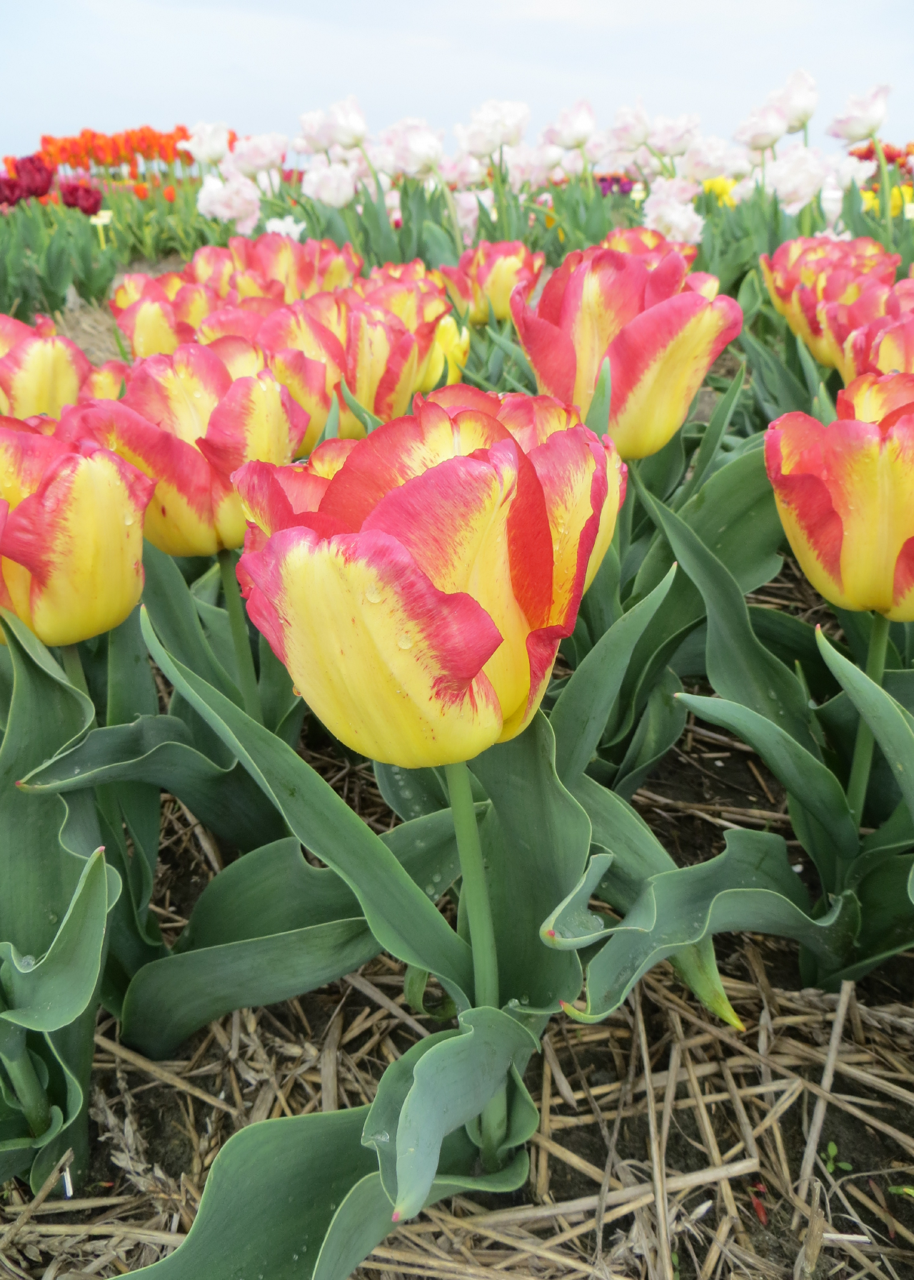 Tulip Cape Town Pack of 5