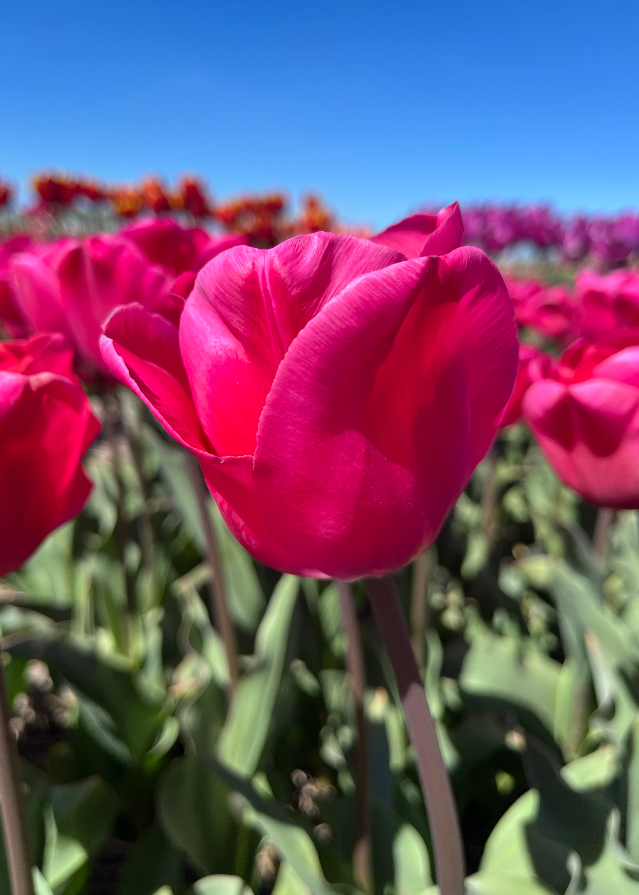 Tulip Carola Pack of 5