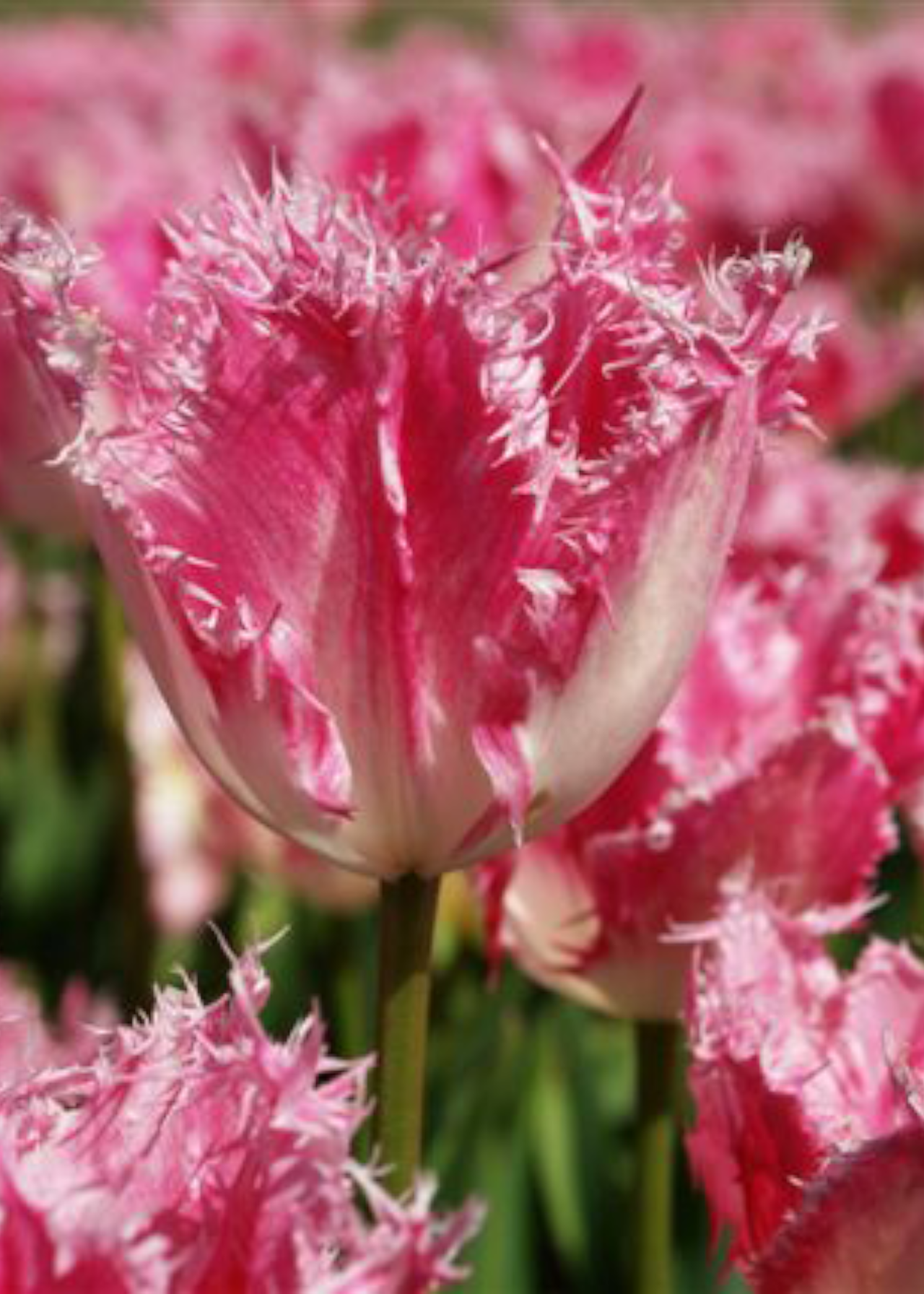 Tulip Huis Ten Bosch Pack of 5