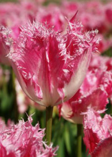 Tulip Huis Ten Bosch Pack of 5