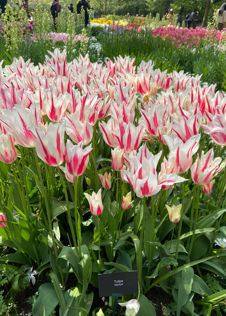 Tulip Marilyn Pack of 5