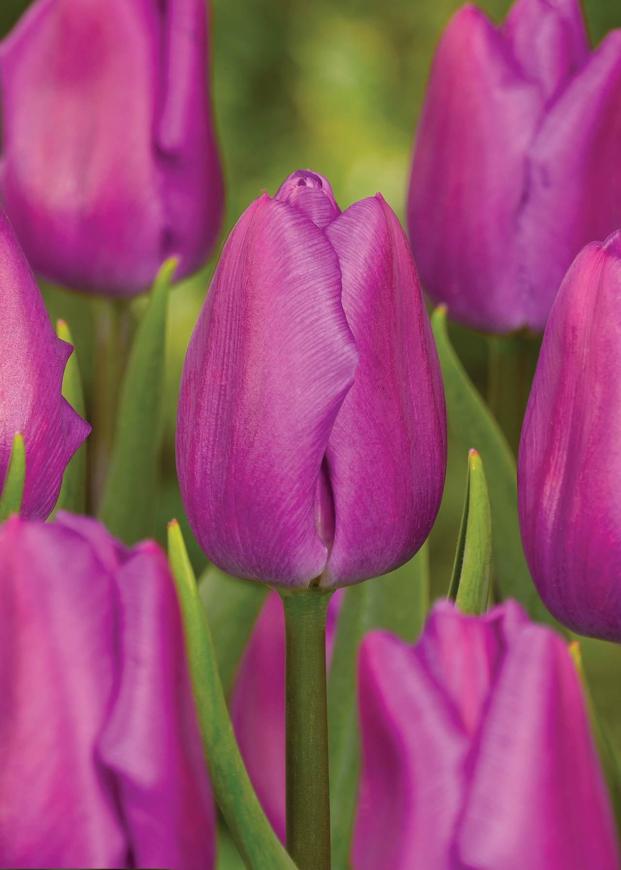 Tulip Negrita Pack of 5
