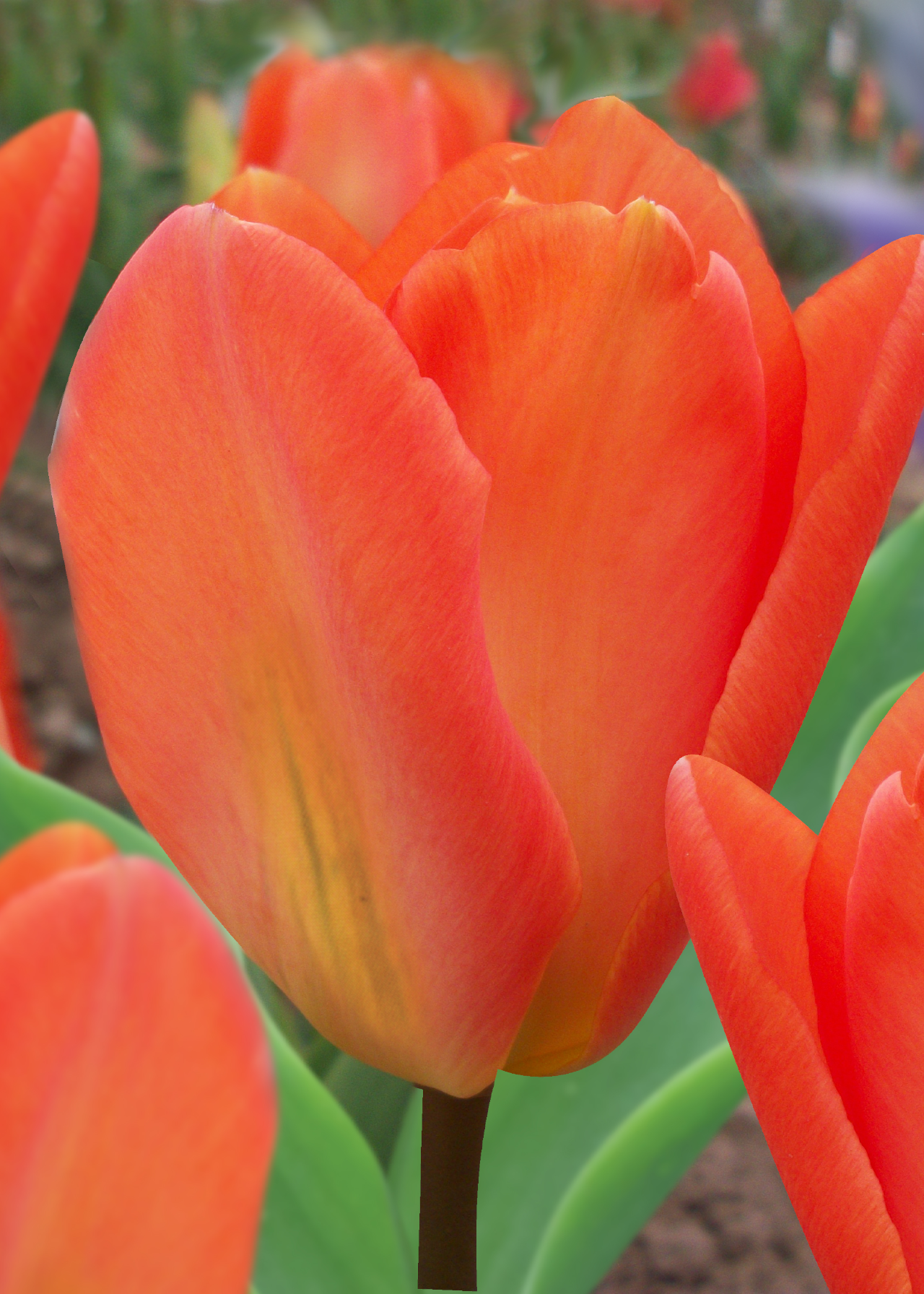 Tulip Orange Brilliant Pack of 5