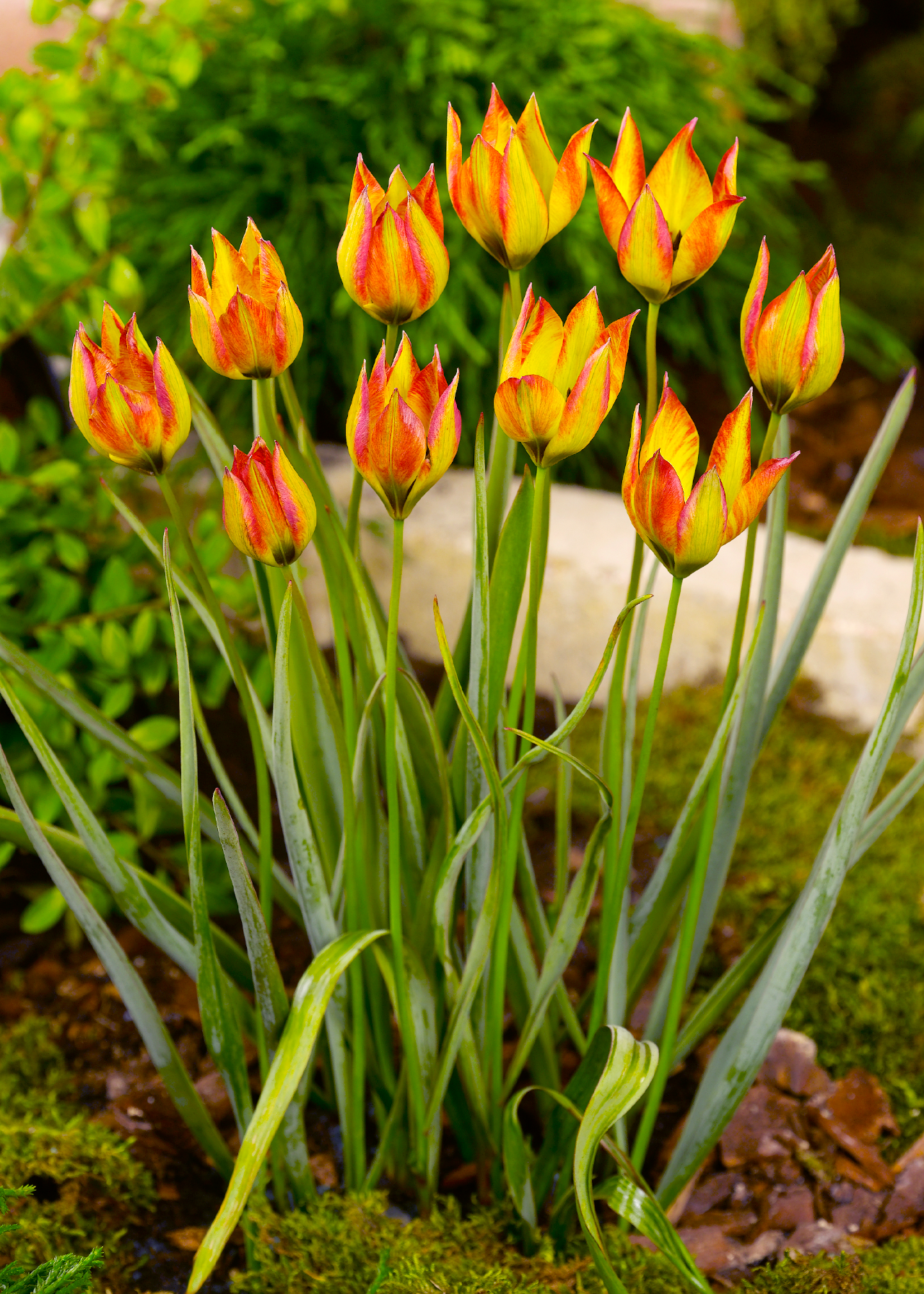 Tulip Orphanidea Flava Pack of 7