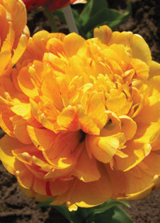 Tulip Sunlover Pack of 15
