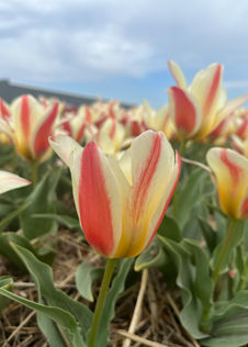 Tulip Tarafa Pack of 5