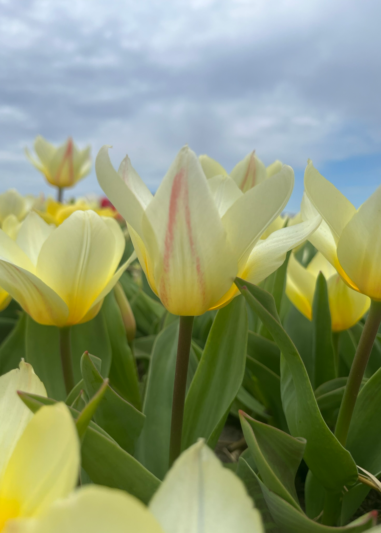 Tulip White Fire Pack of 5