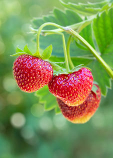 Strawberry Marshmello 5 Pack