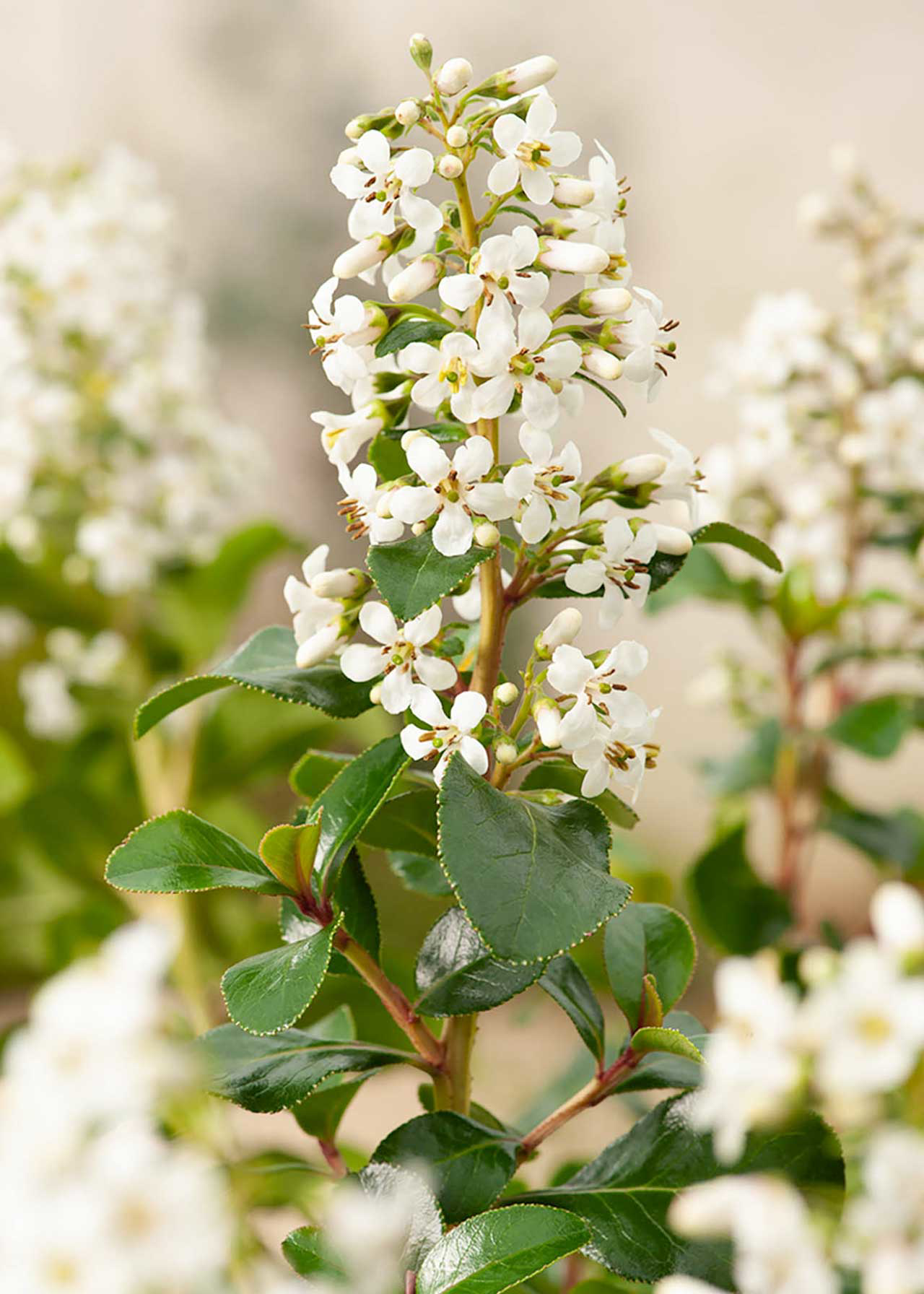 Escallonia Iveyi 3ltr