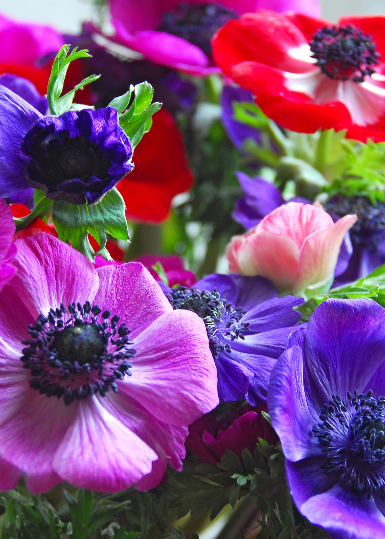 Anemone De Caen Mixed pack of 18